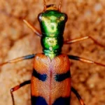 «Estamos a horas de hacer historia»: hoy es el último día para votar por el escarabajito chiquitano